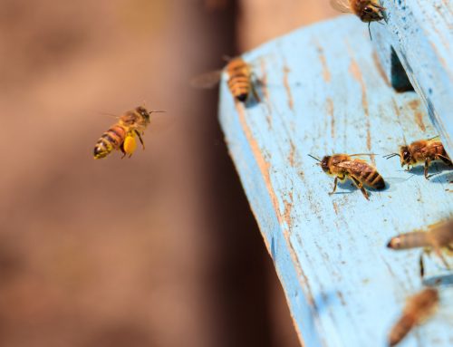 Importancia de la apicultura tradicional en Asturias