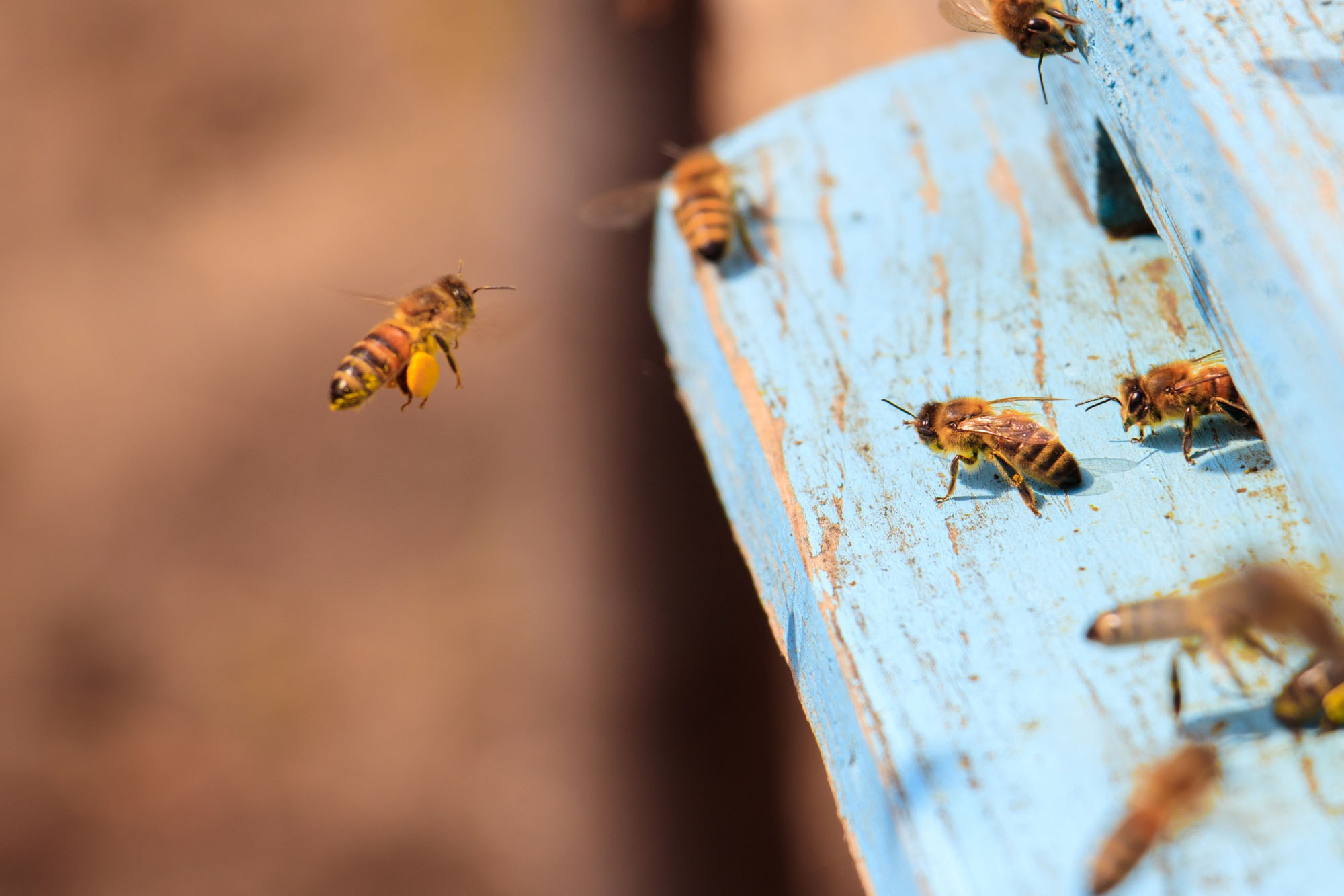 Importancia de la apicultura tradicional en Asturias