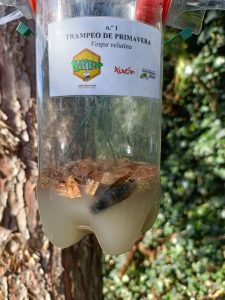 Detalle de una de las trampas que colocamos en el Jardín Botánico Atlántico para la captura primaveral de reinas de avispón asiático.
