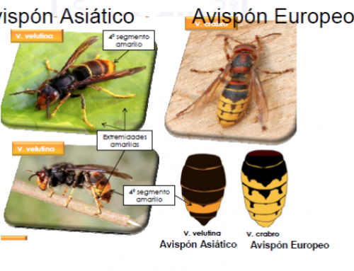 Estrategia para la detección y control del avispón asiático o avispa negra