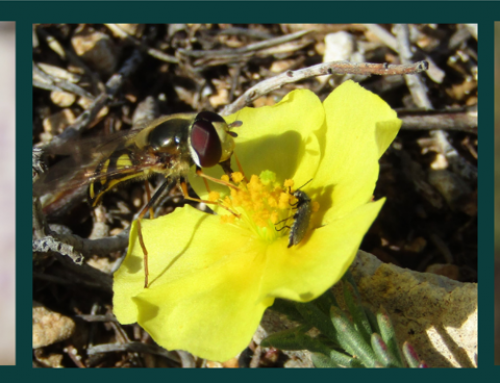 CONCURSO DE FOTOGRAFÍA “Las abejas y otros polinizadores”