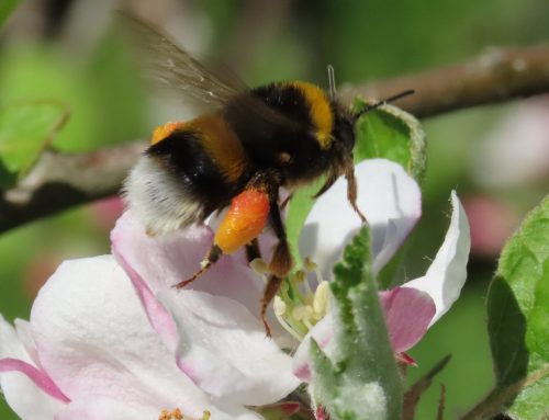 CONCURSO DE FOTOGRAFÍA “Las abejas y otros polinizadores”